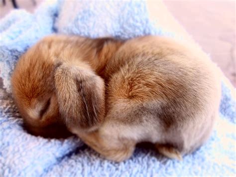 cute bunnies pictures|very cute bunnies.